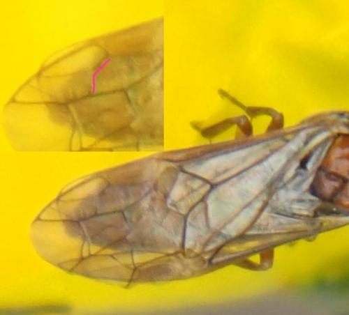 Réf. 322 666 : Periclista albida